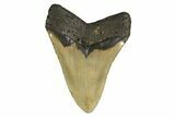 Serrated, Fossil Megalodon Tooth - Huge NC Meg #298790-2